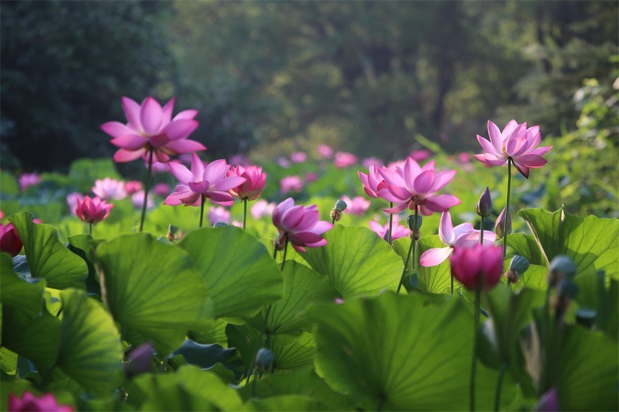 荷花映佳丽影友百姓入画来