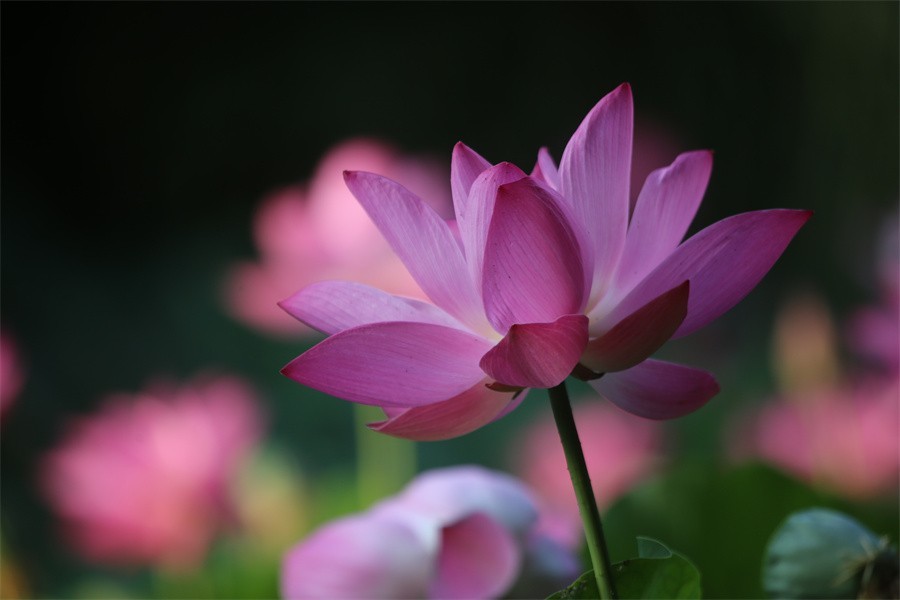 荷花映佳丽影友百姓入画来