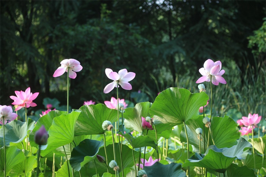荷花映佳丽影友百姓入画来