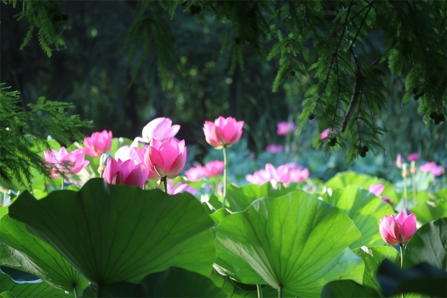荷花映佳丽影友百姓入画来