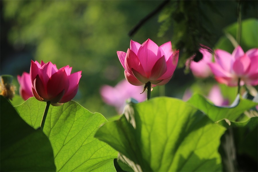荷花映佳丽影友百姓入画来