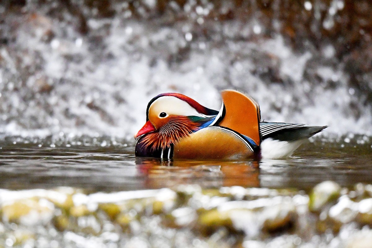 酷暑难耐 鸳鸯戏水