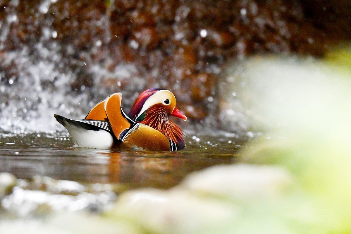 酷暑难耐 鸳鸯戏水