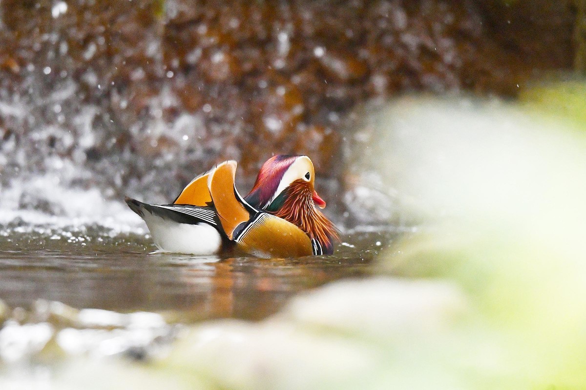 酷暑难耐 鸳鸯戏水