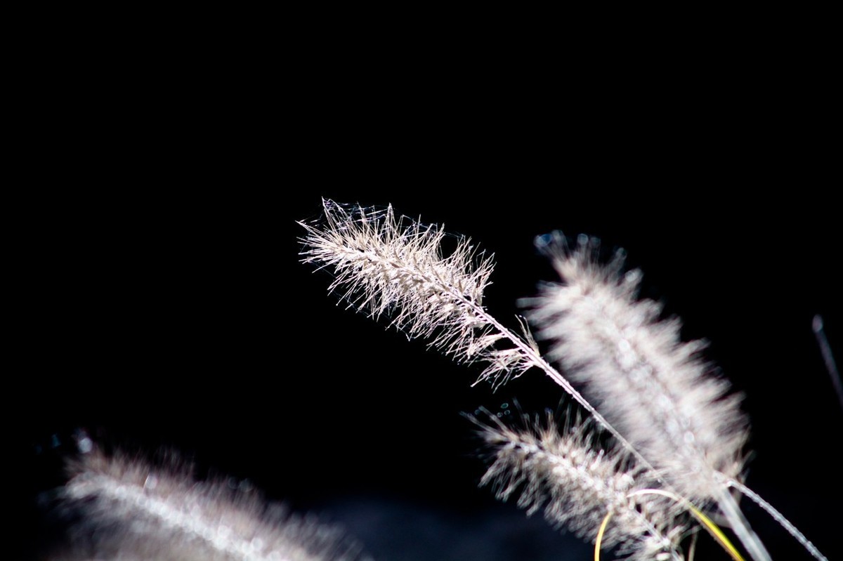 深秋——狗尾巴草