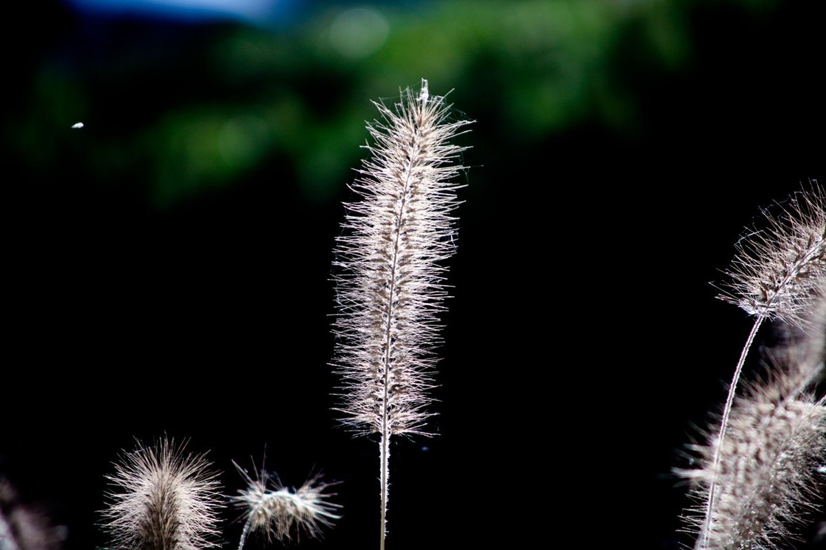 深秋——狗尾巴草
