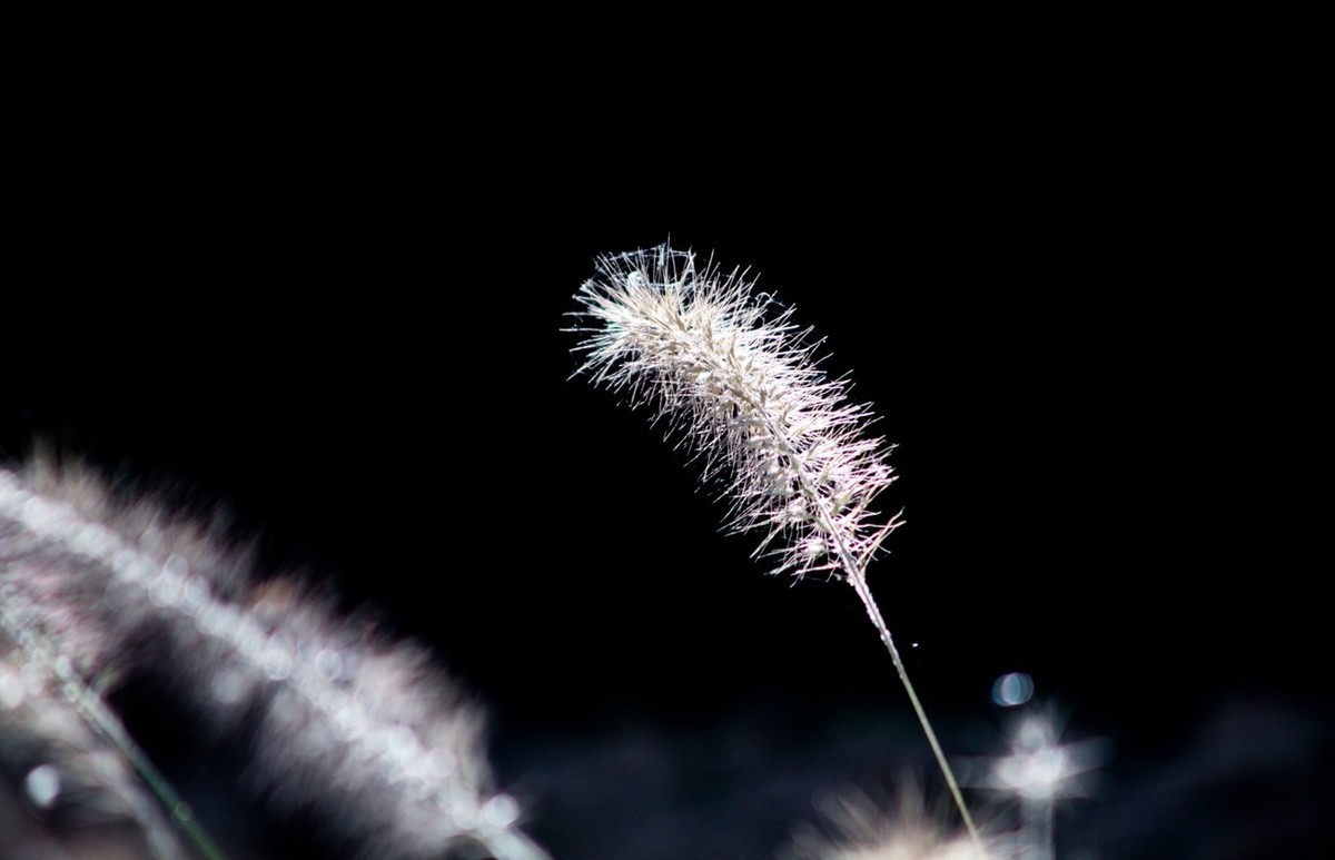 深秋——狗尾巴草