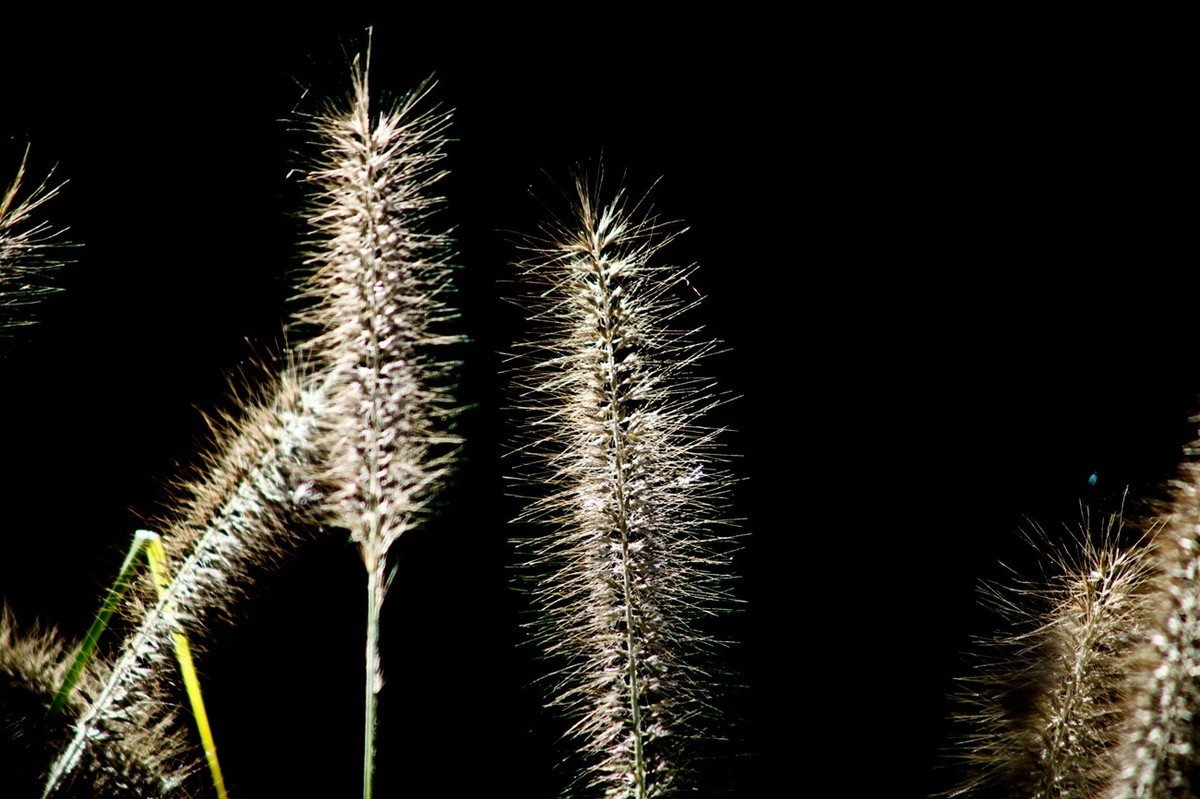 深秋——狗尾巴草