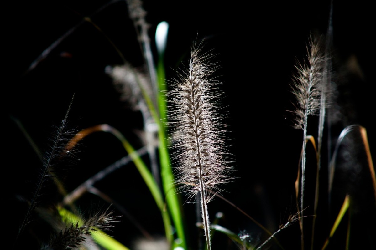 深秋——狗尾巴草