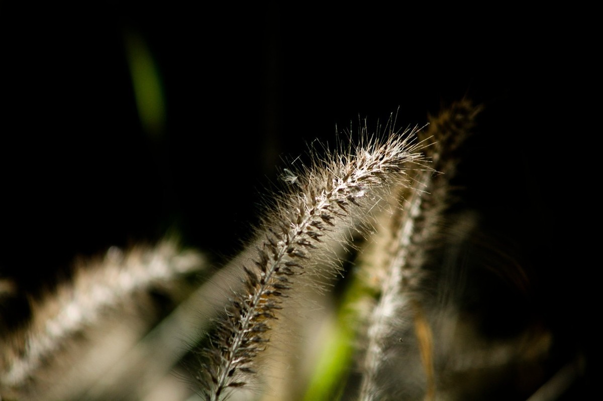 深秋——狗尾巴草
