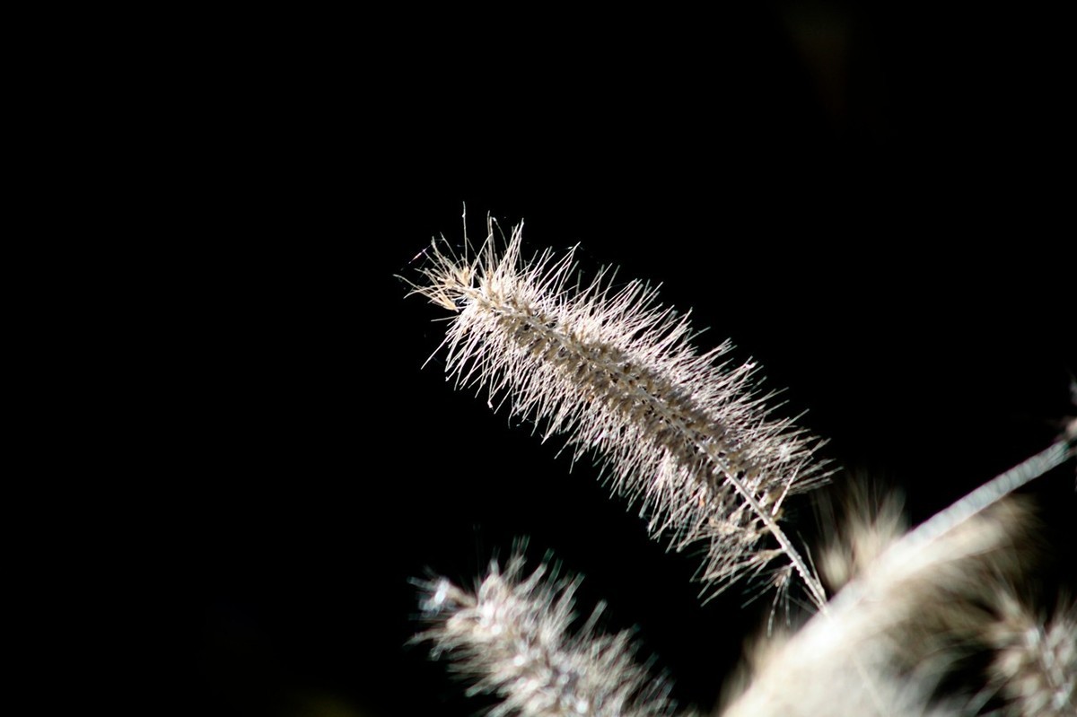 深秋——狗尾巴草