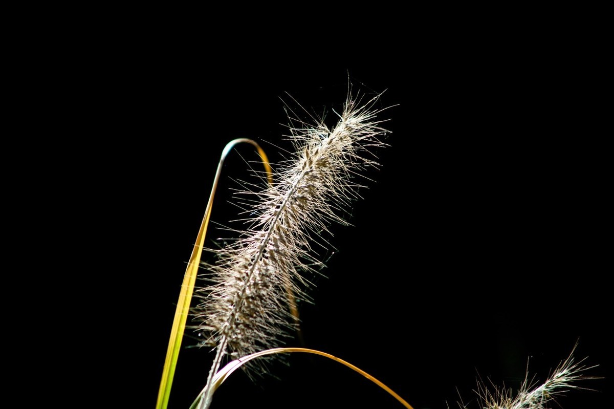 深秋——狗尾巴草
