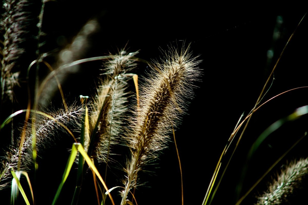 深秋——狗尾巴草