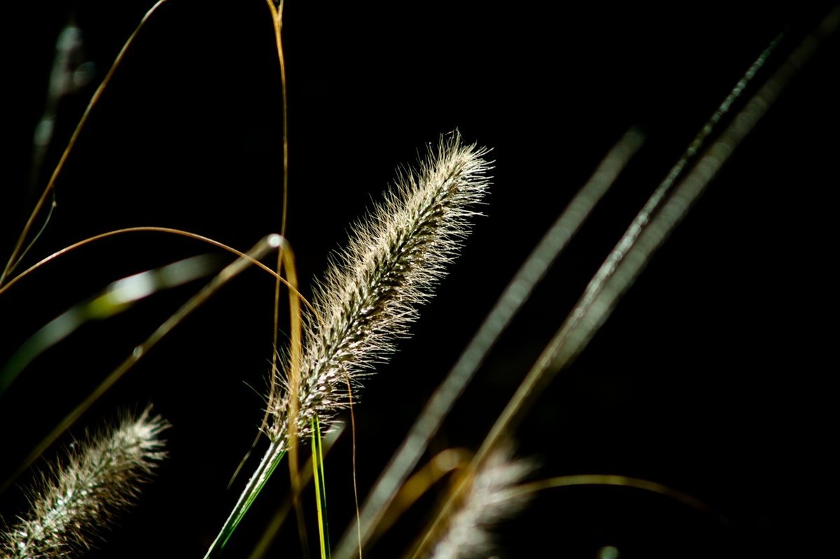 深秋——狗尾巴草