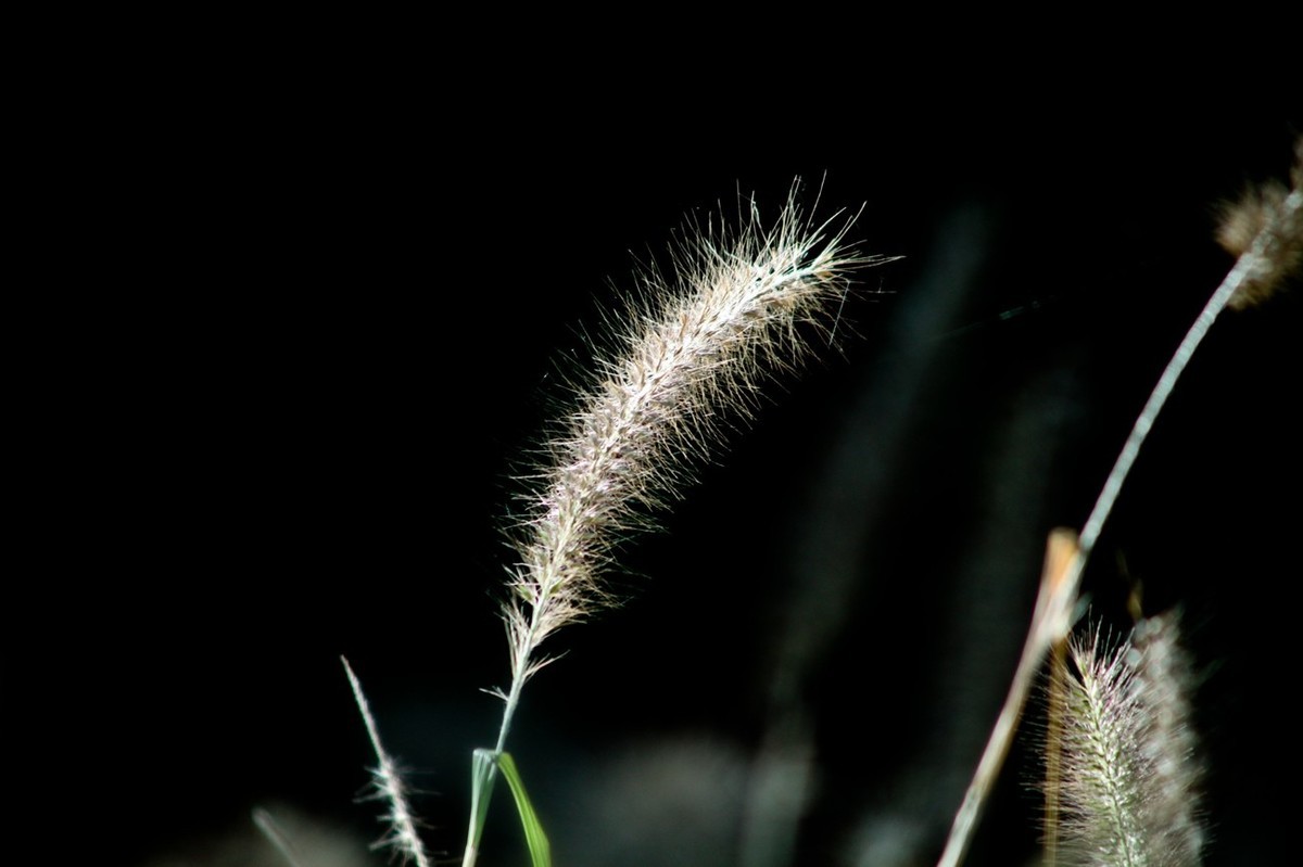 深秋——狗尾巴草