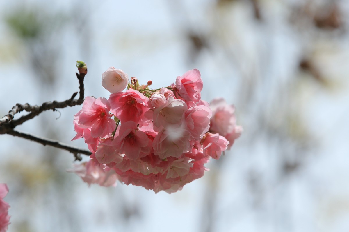 拍摄花卉一（533）