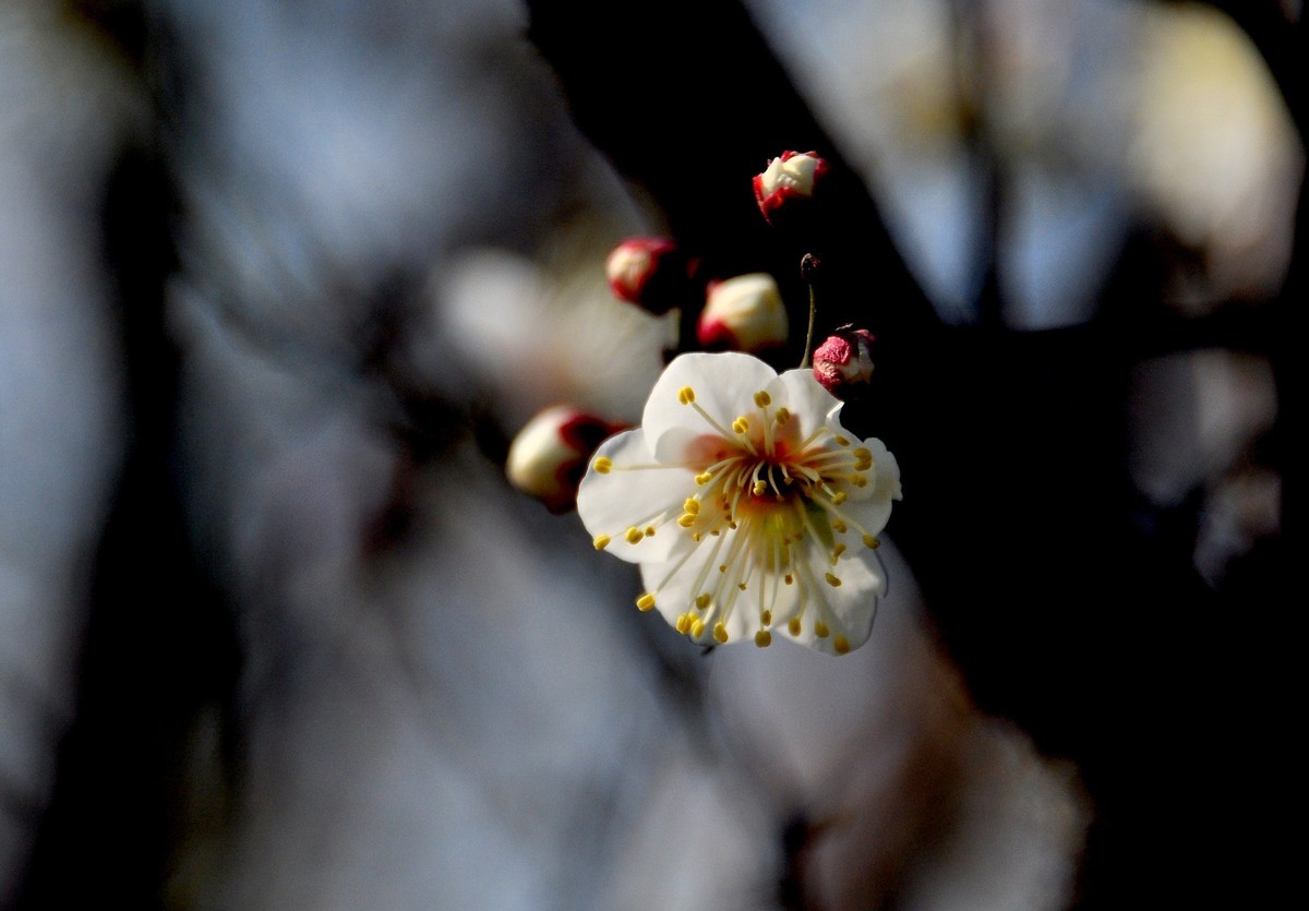白梅花