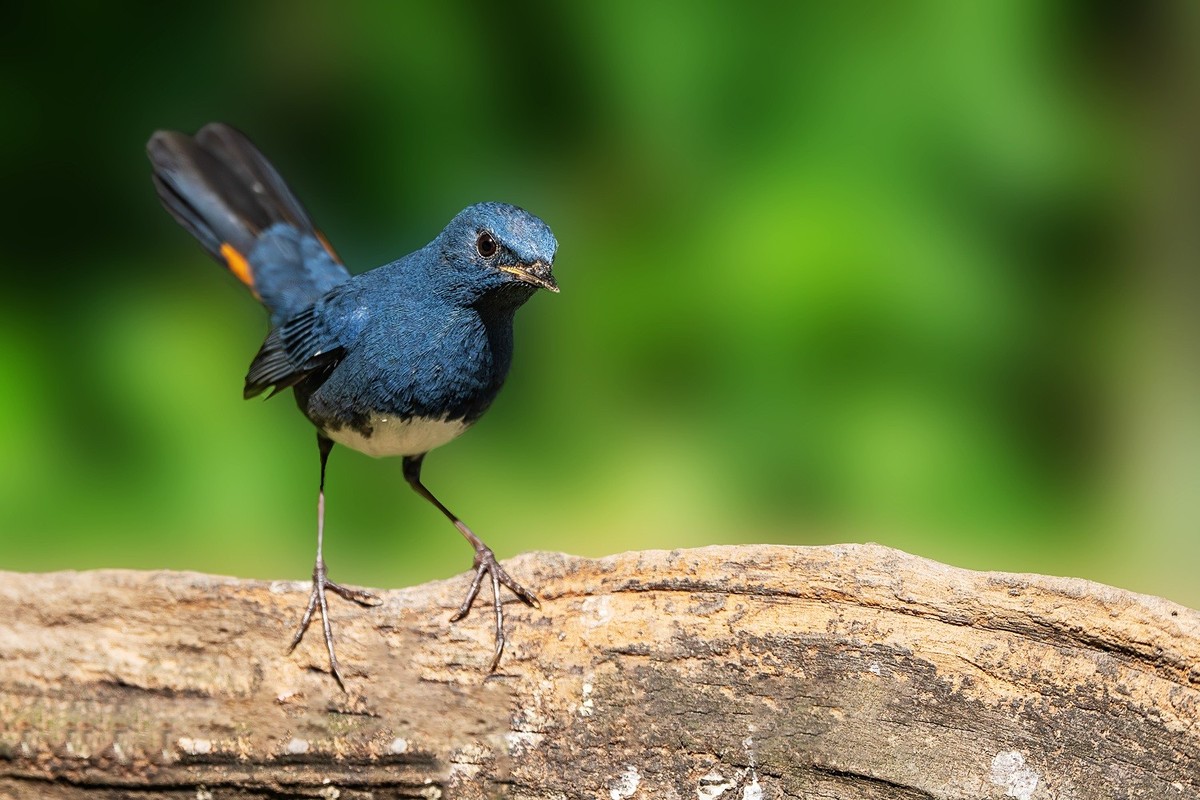 自能成羽翼，何必仰云梯。