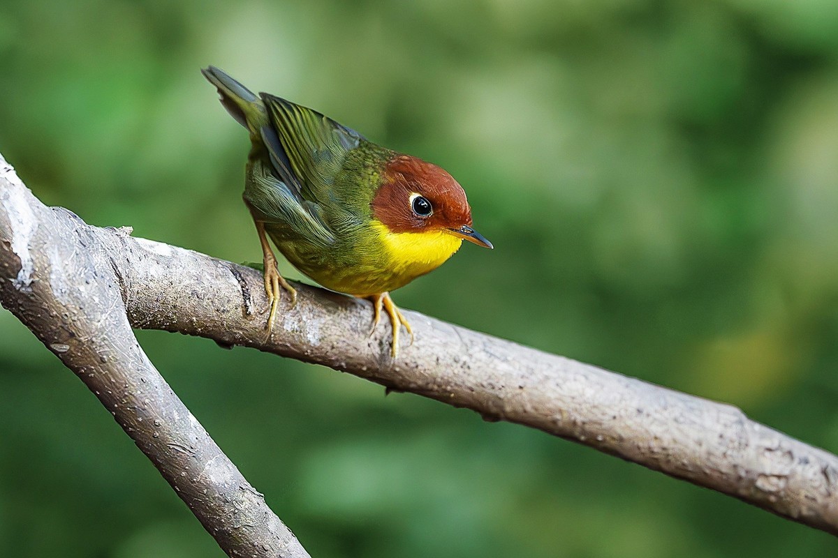自能成羽翼，何必仰云梯。