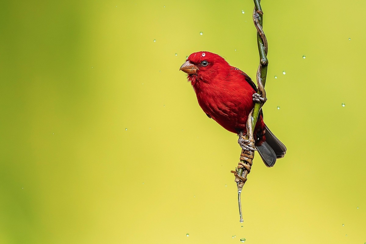 自能成羽翼，何必仰云梯。