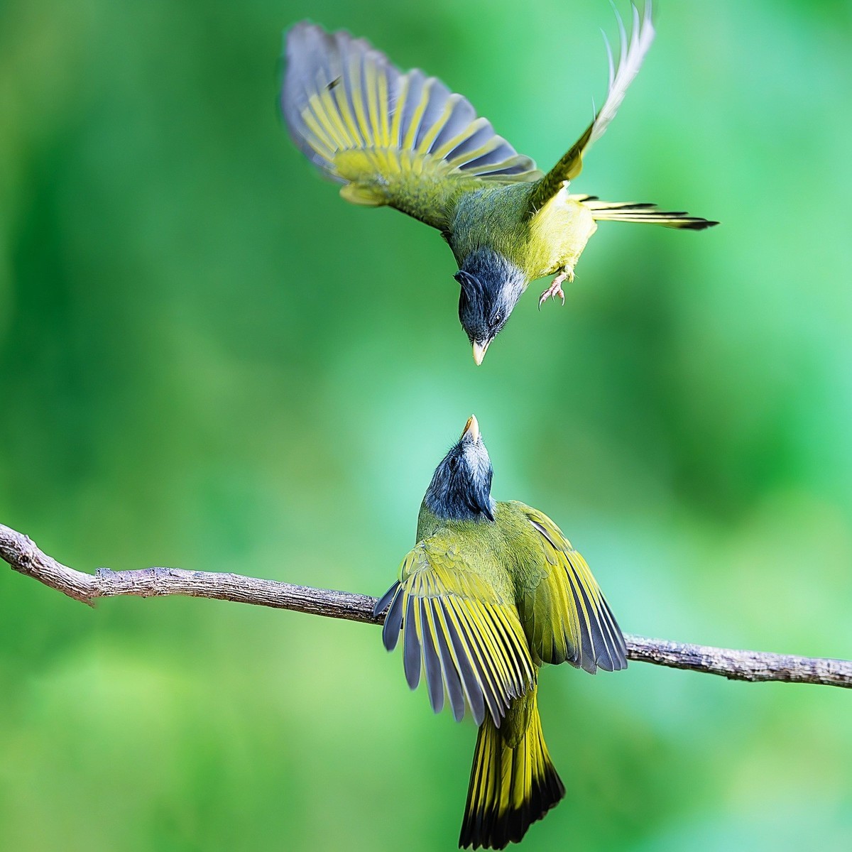 自能成羽翼，何必仰云梯。