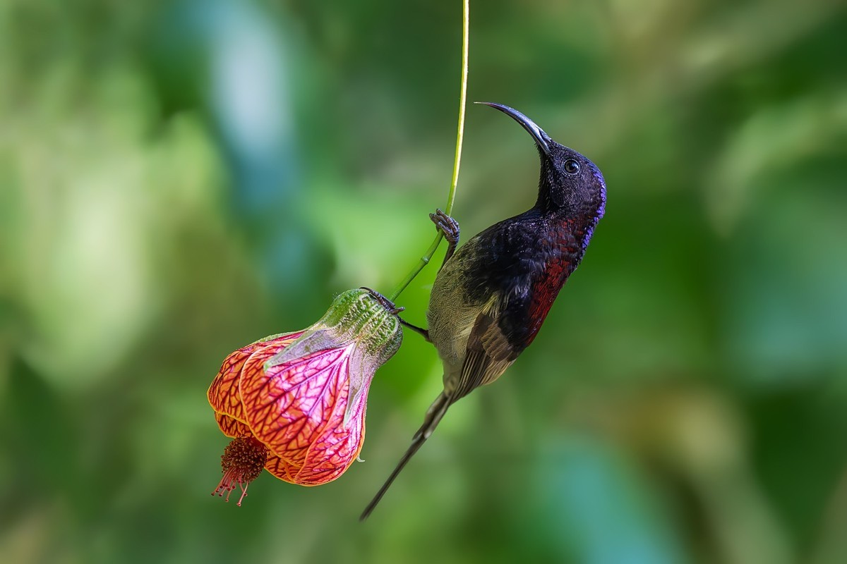 自能成羽翼，何必仰云梯。