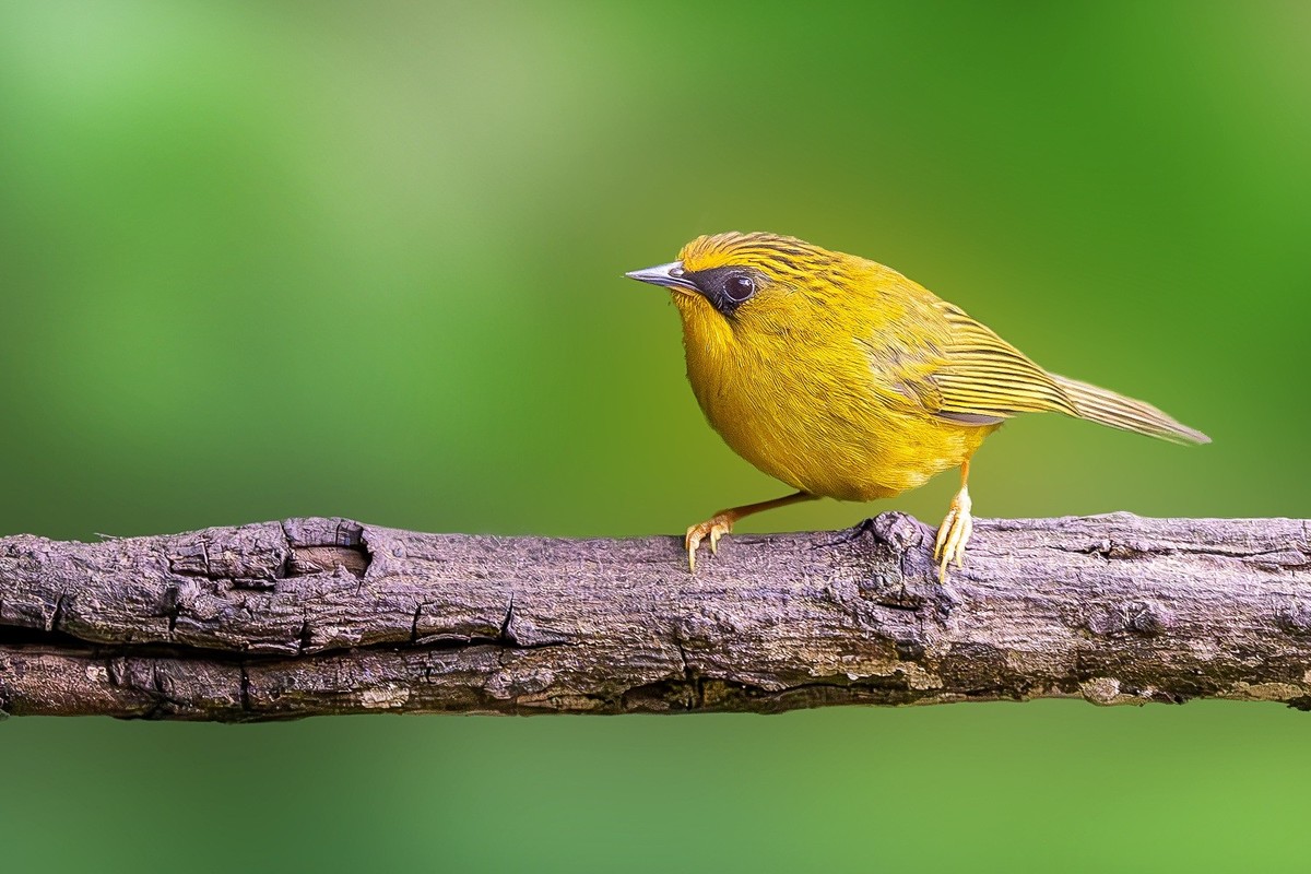 自能成羽翼，何必仰云梯。