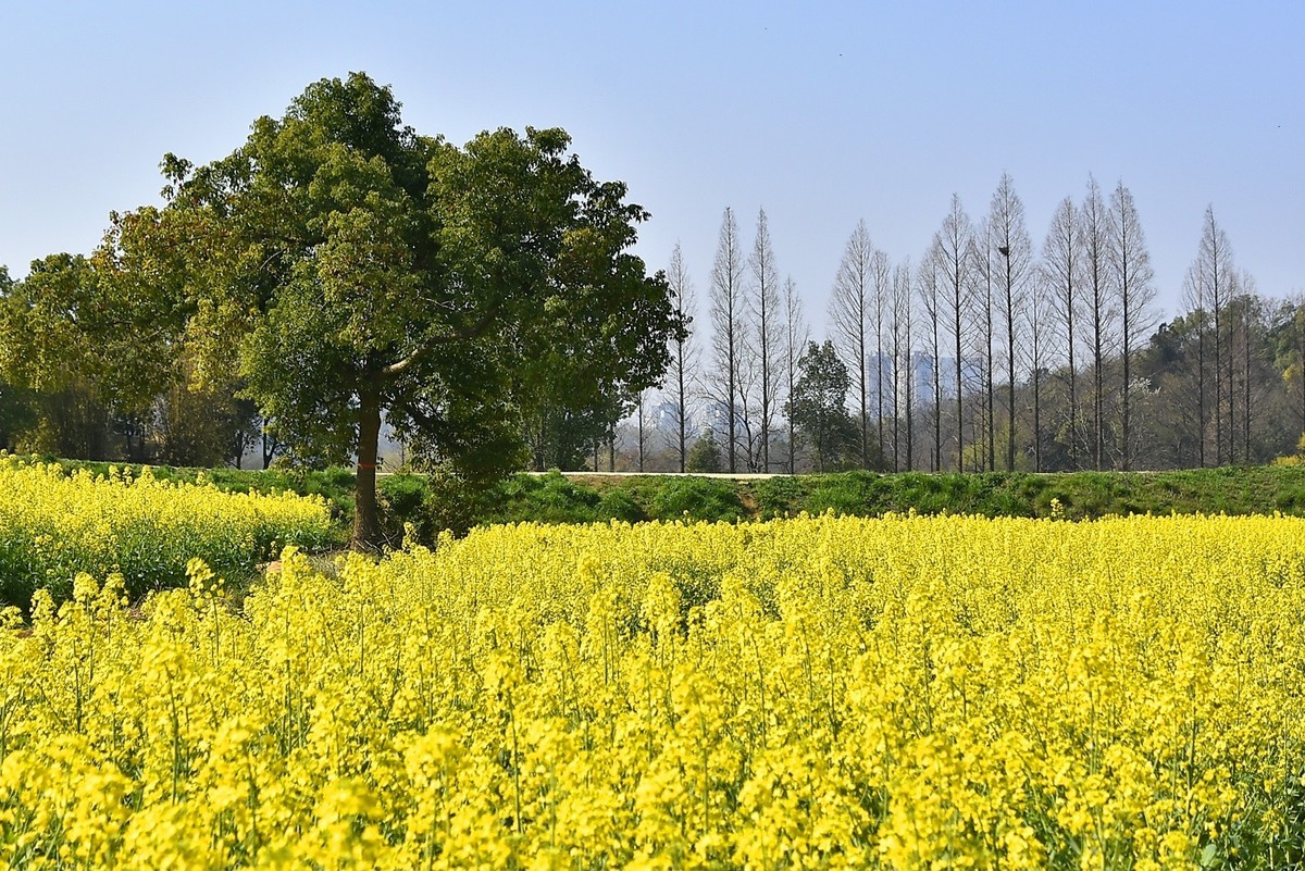 武汉太渔桥油菜花