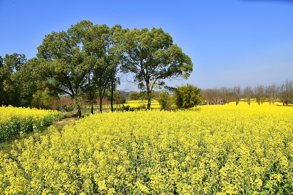 武汉太渔桥油菜花