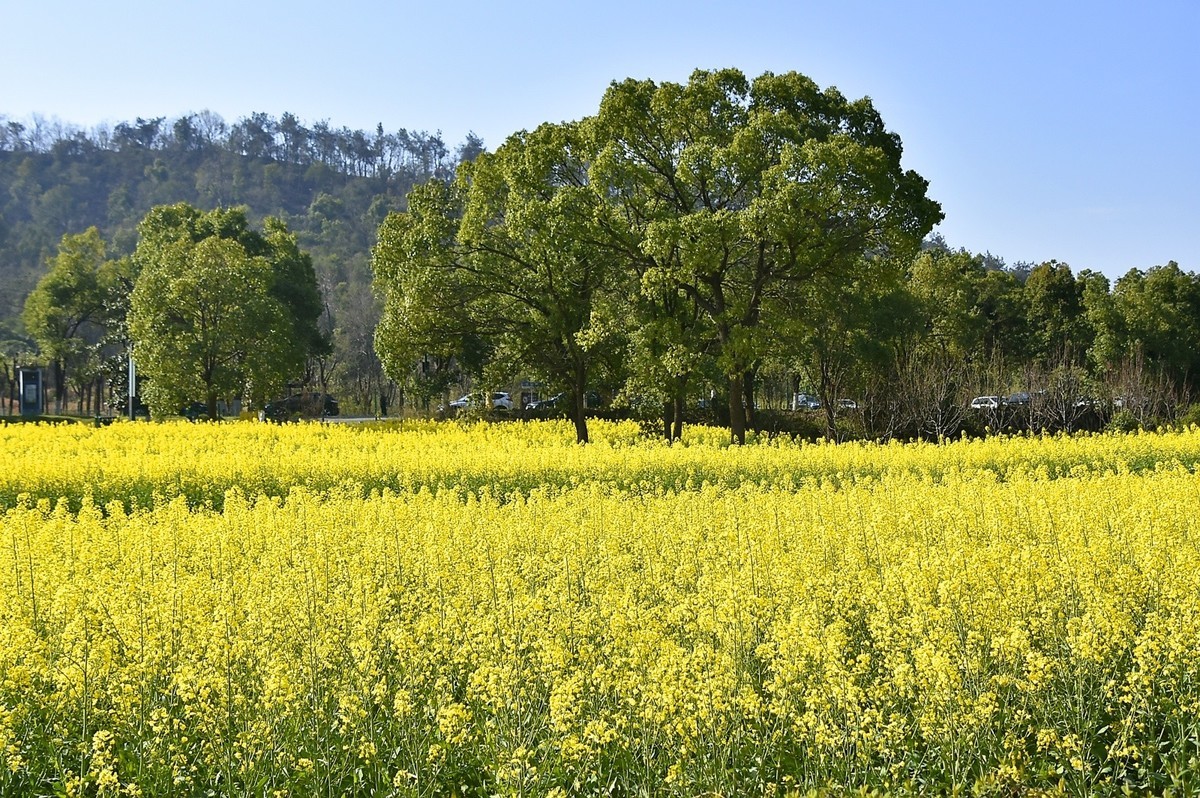 武汉太渔桥油菜花