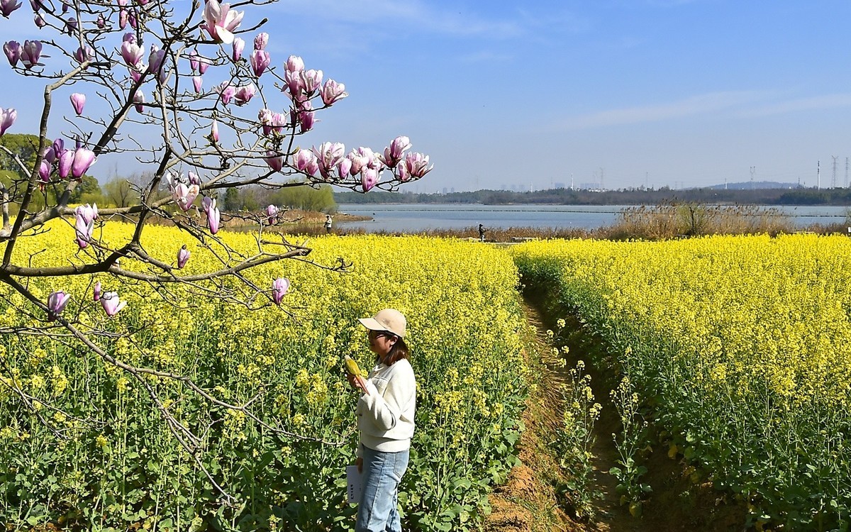 武汉太渔桥油菜花