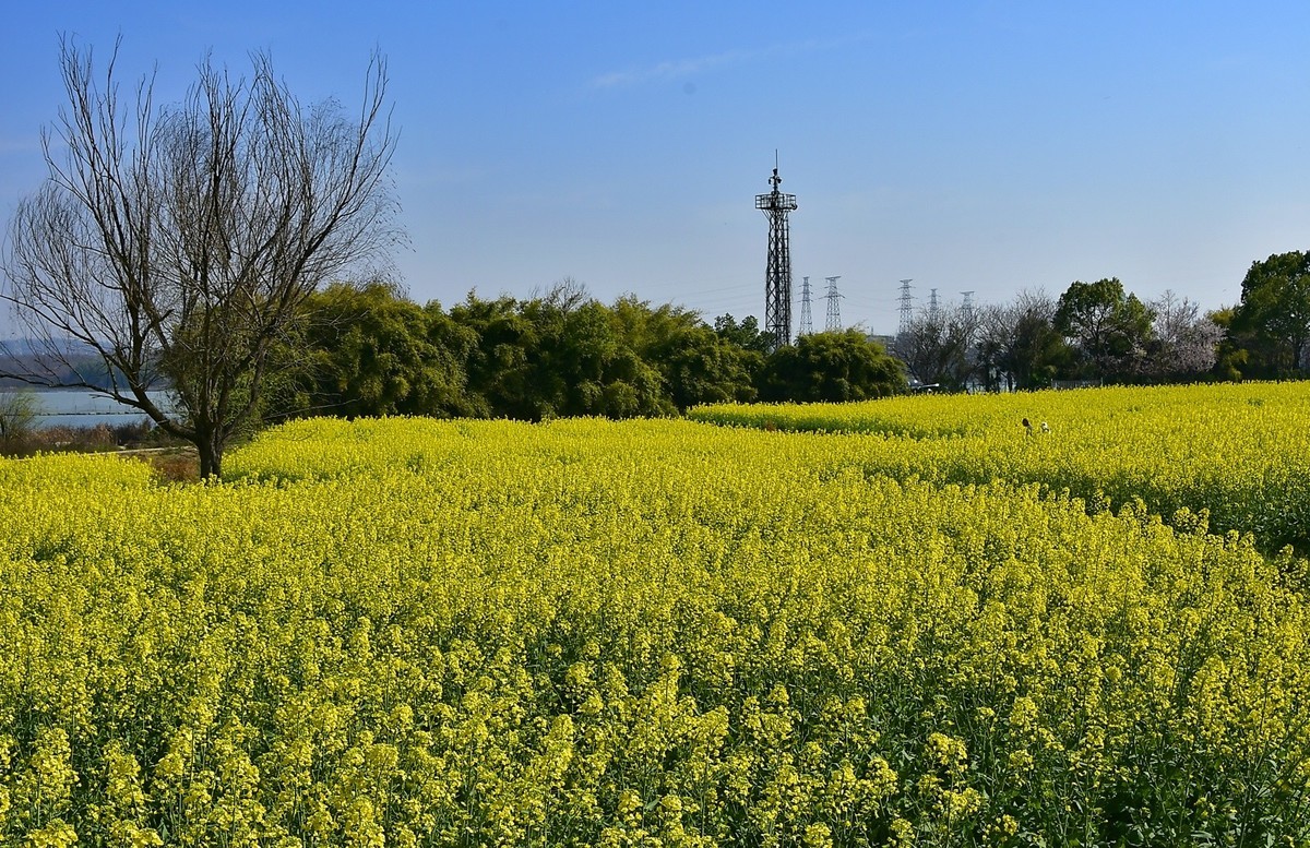 武汉太渔桥油菜花