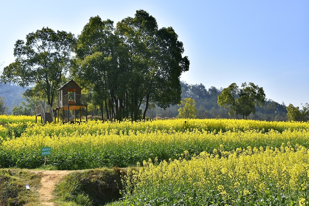 武汉太渔桥油菜花