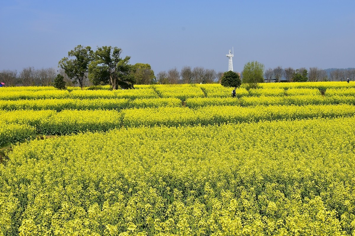武汉太渔桥油菜花