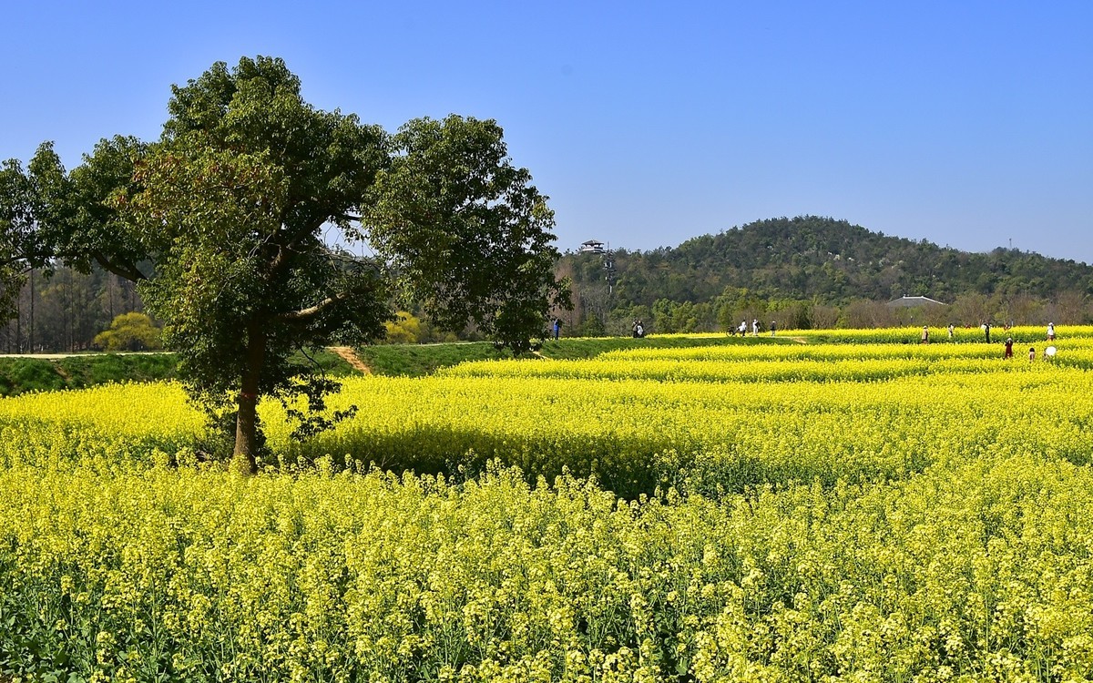 武汉太渔桥油菜花