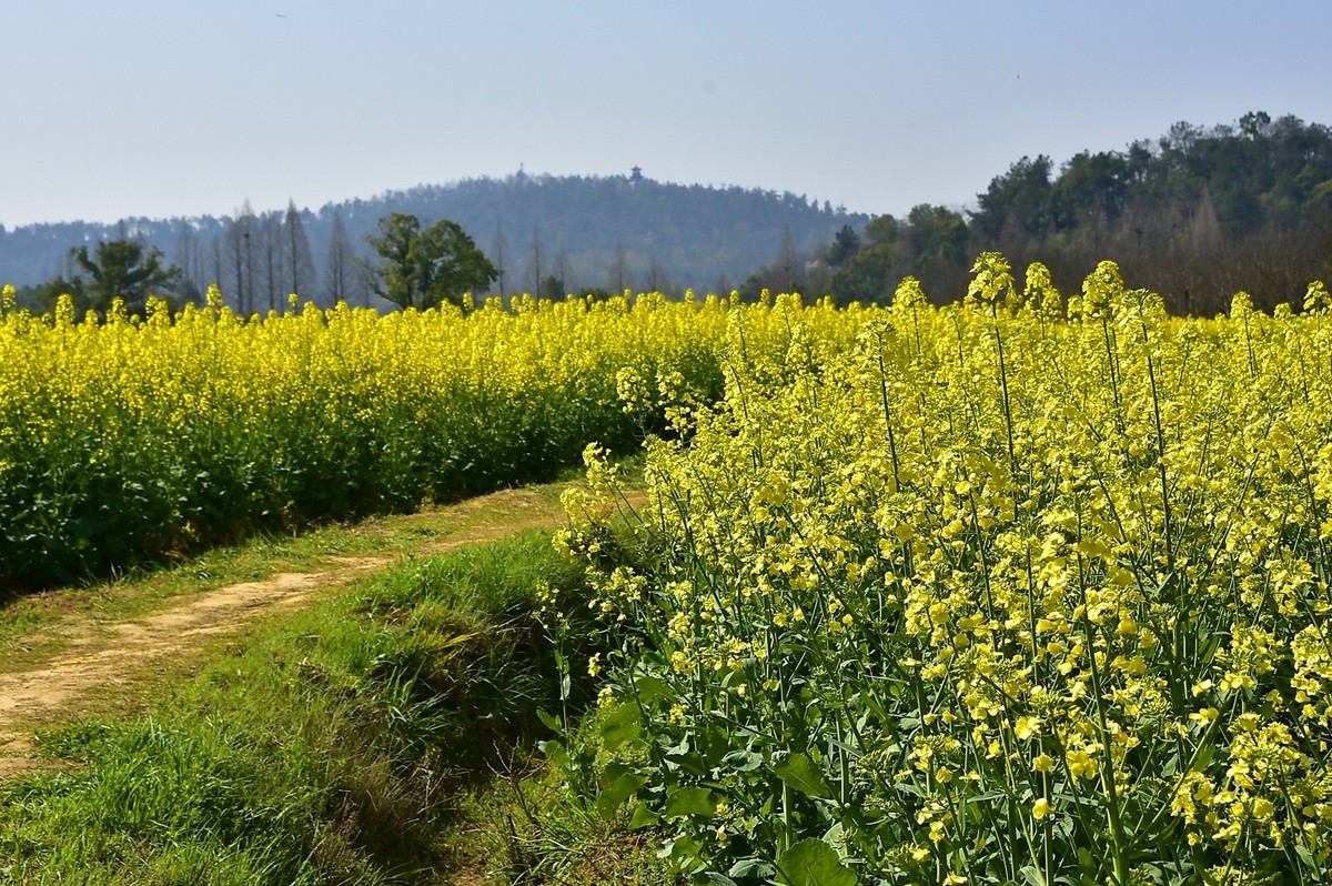 武汉太渔桥油菜花