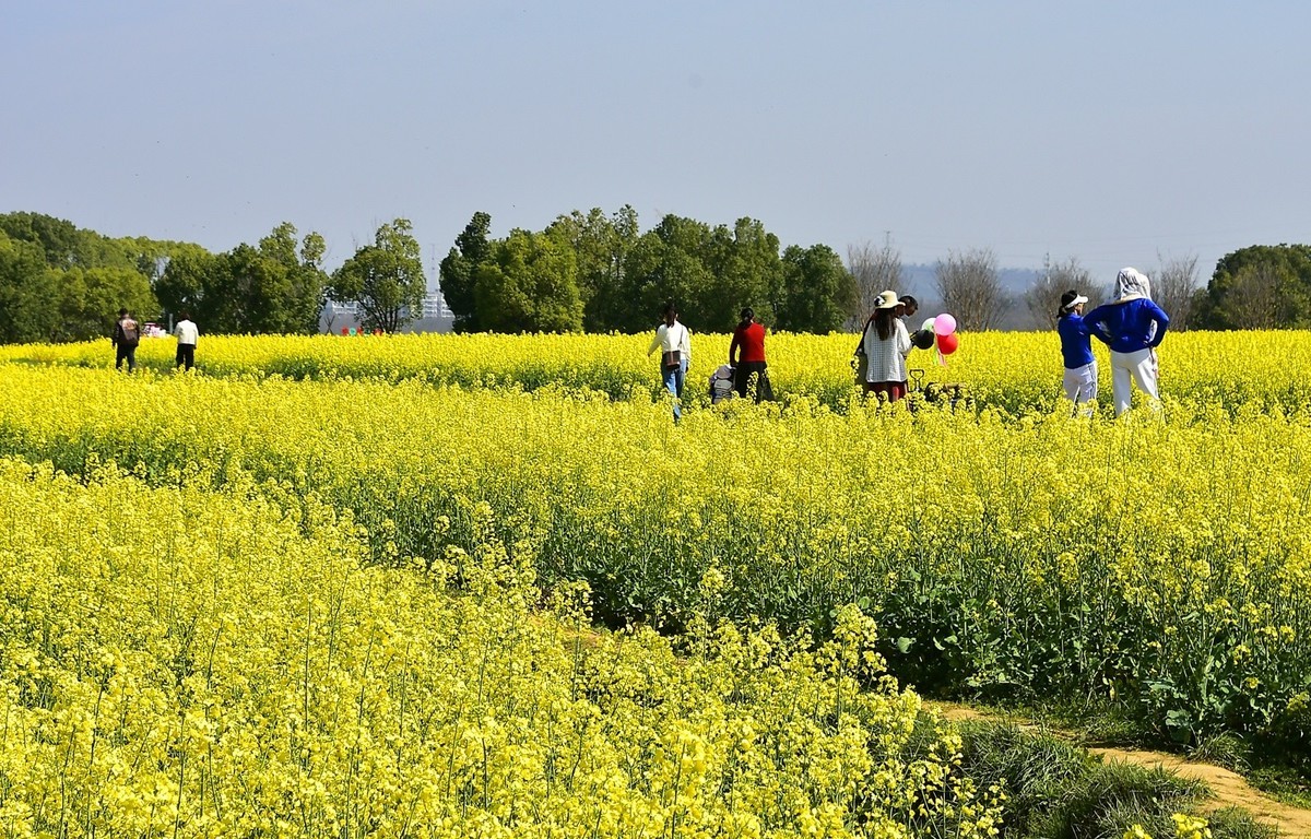 武汉太渔桥油菜花