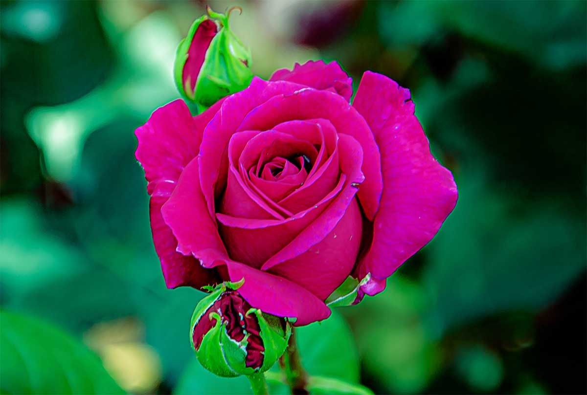 花                                     卉