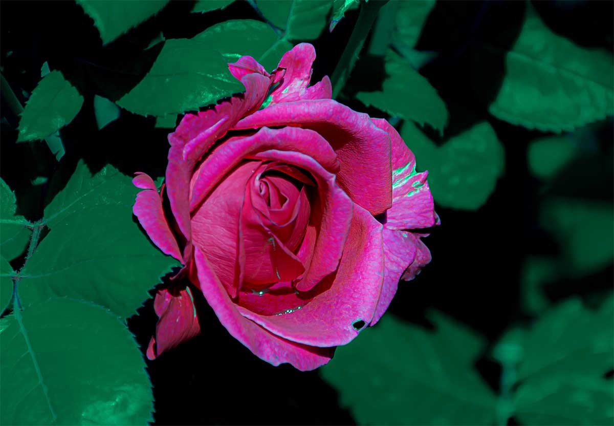 花                                     卉