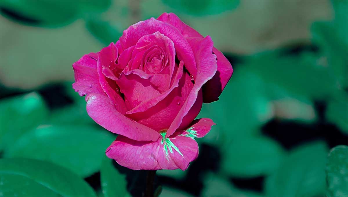 花                                     卉