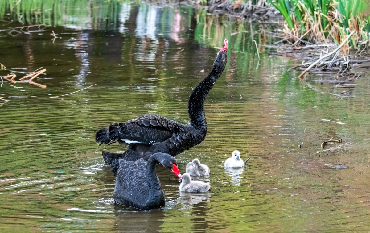 黑天鹅的一家子（九）