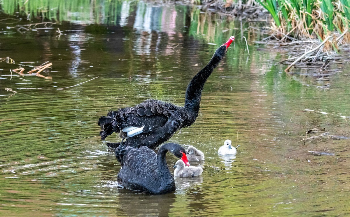 黑天鹅的一家子（九）