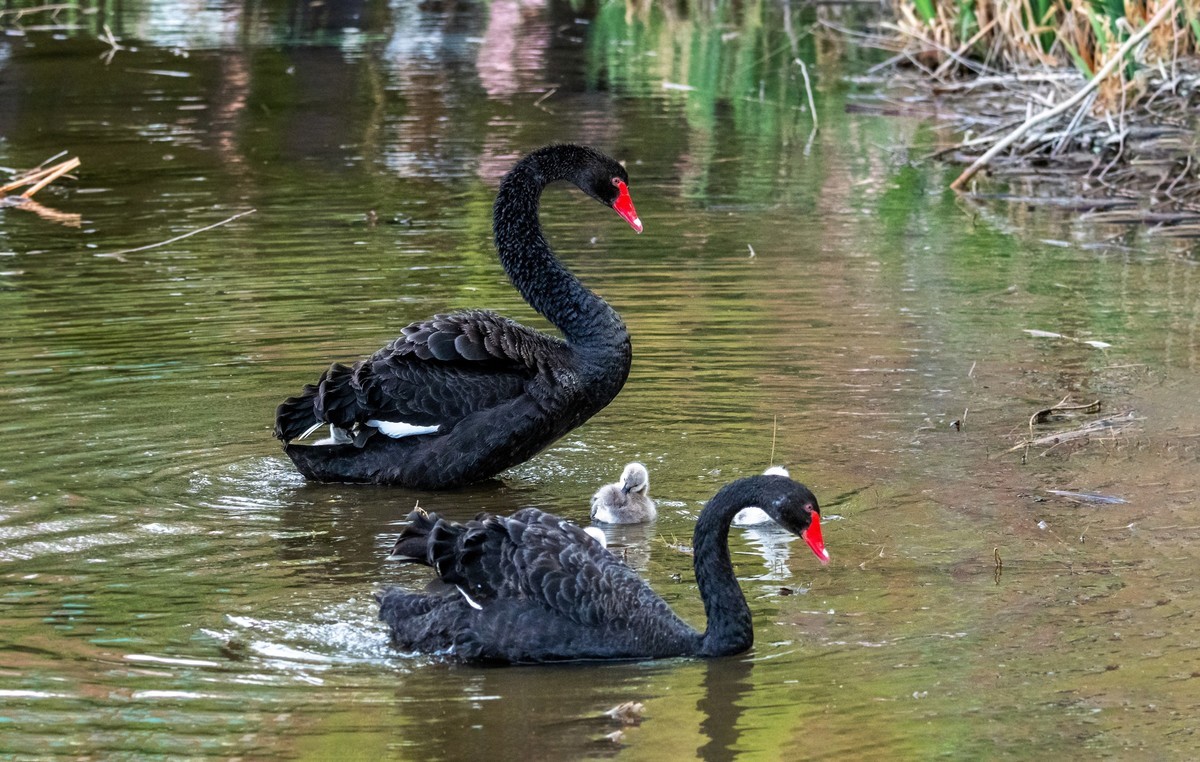 黑天鹅的一家子（九）