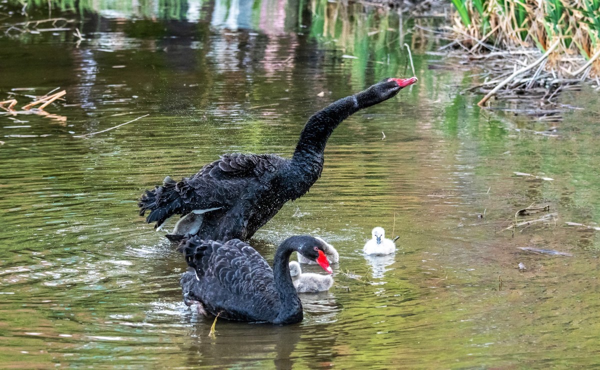 黑天鹅的一家子（九）