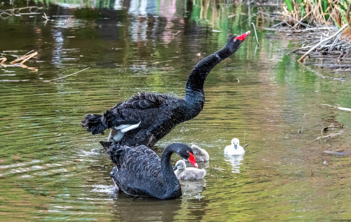 黑天鹅的一家子（九）