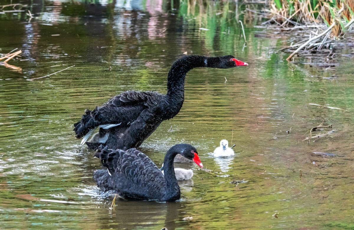 黑天鹅的一家子（九）