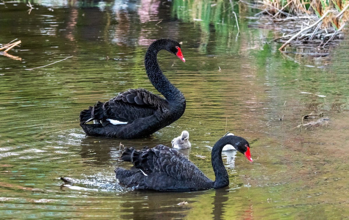 黑天鹅的一家子（九）