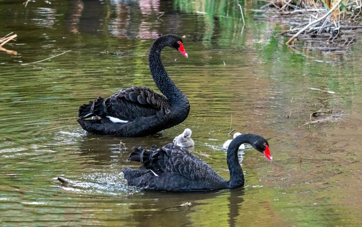 黑天鹅的一家子（九）