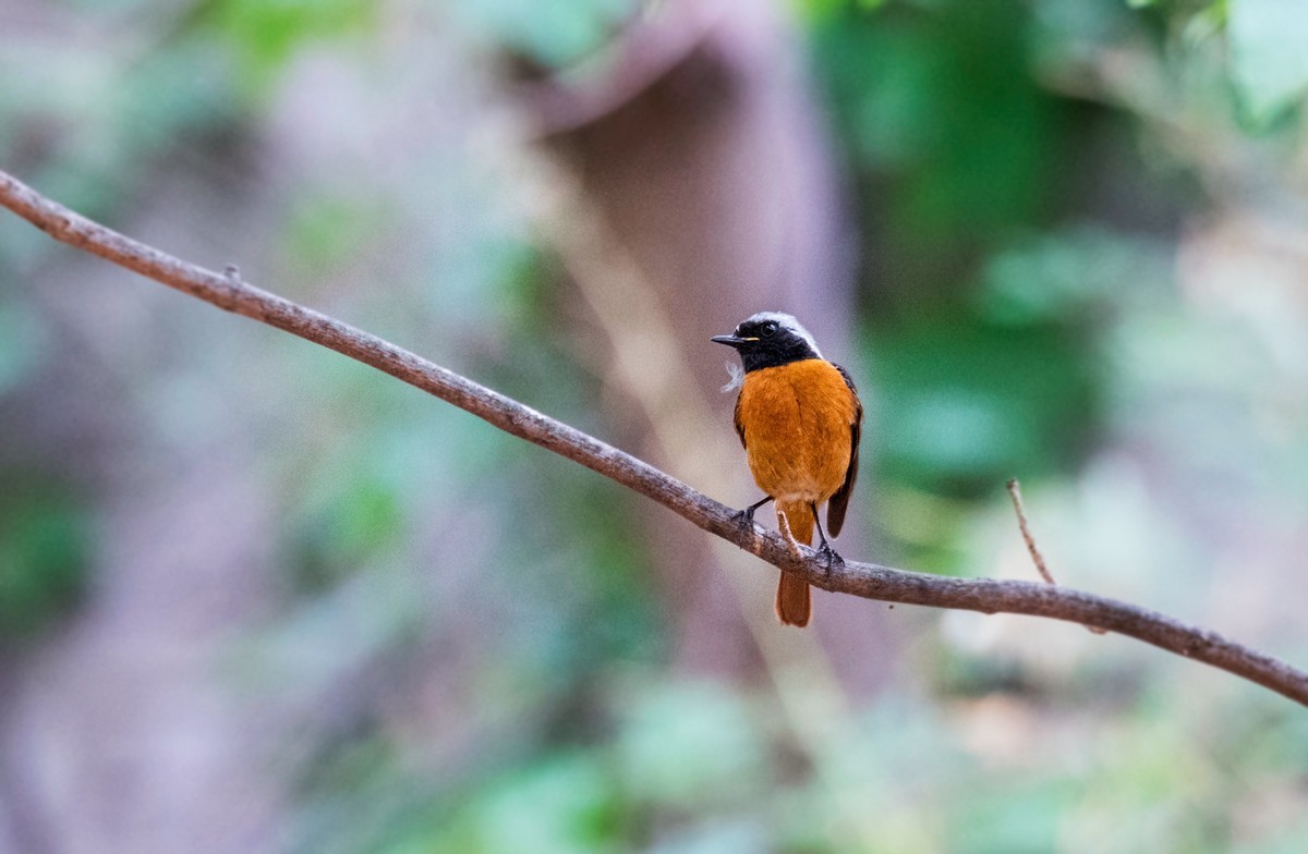 北红尾鸲（十九）