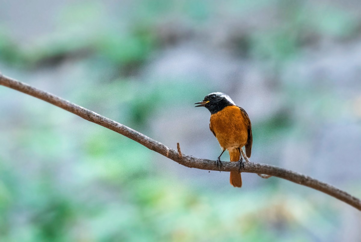 北红尾鸲（十九）